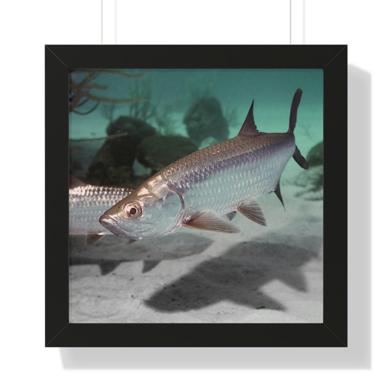 Tarpon Fish