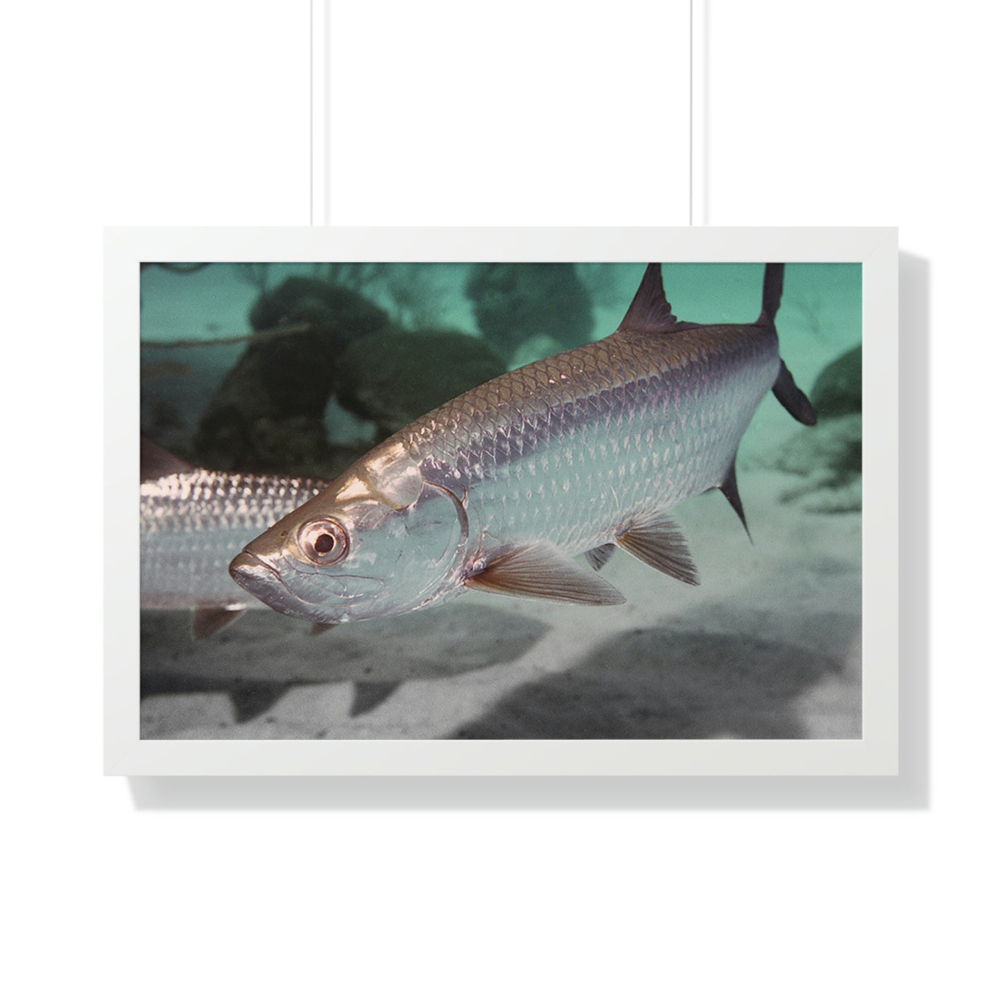 Tarpon Fish