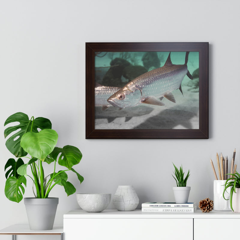 Tarpon Fish