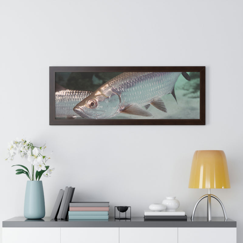 Tarpon Fish