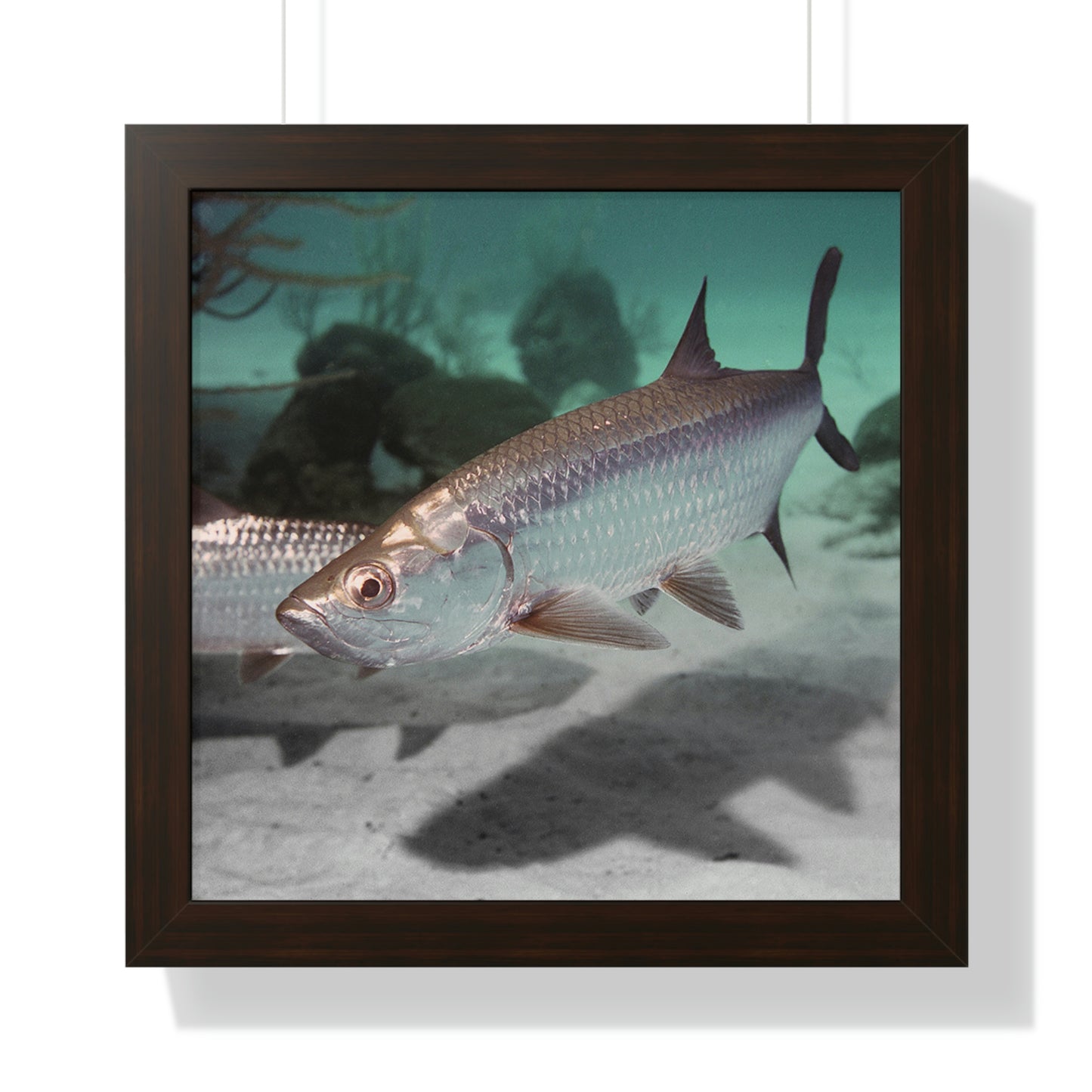 Tarpon Fish