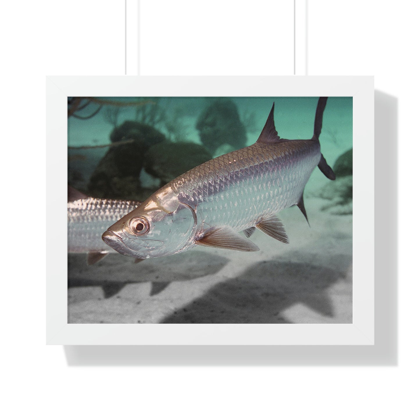 Tarpon Fish