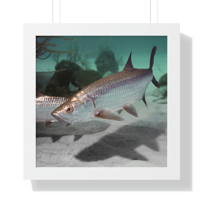 Tarpon Fish