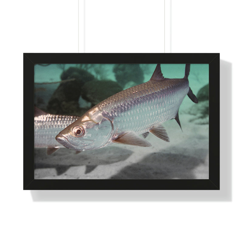 Tarpon Fish