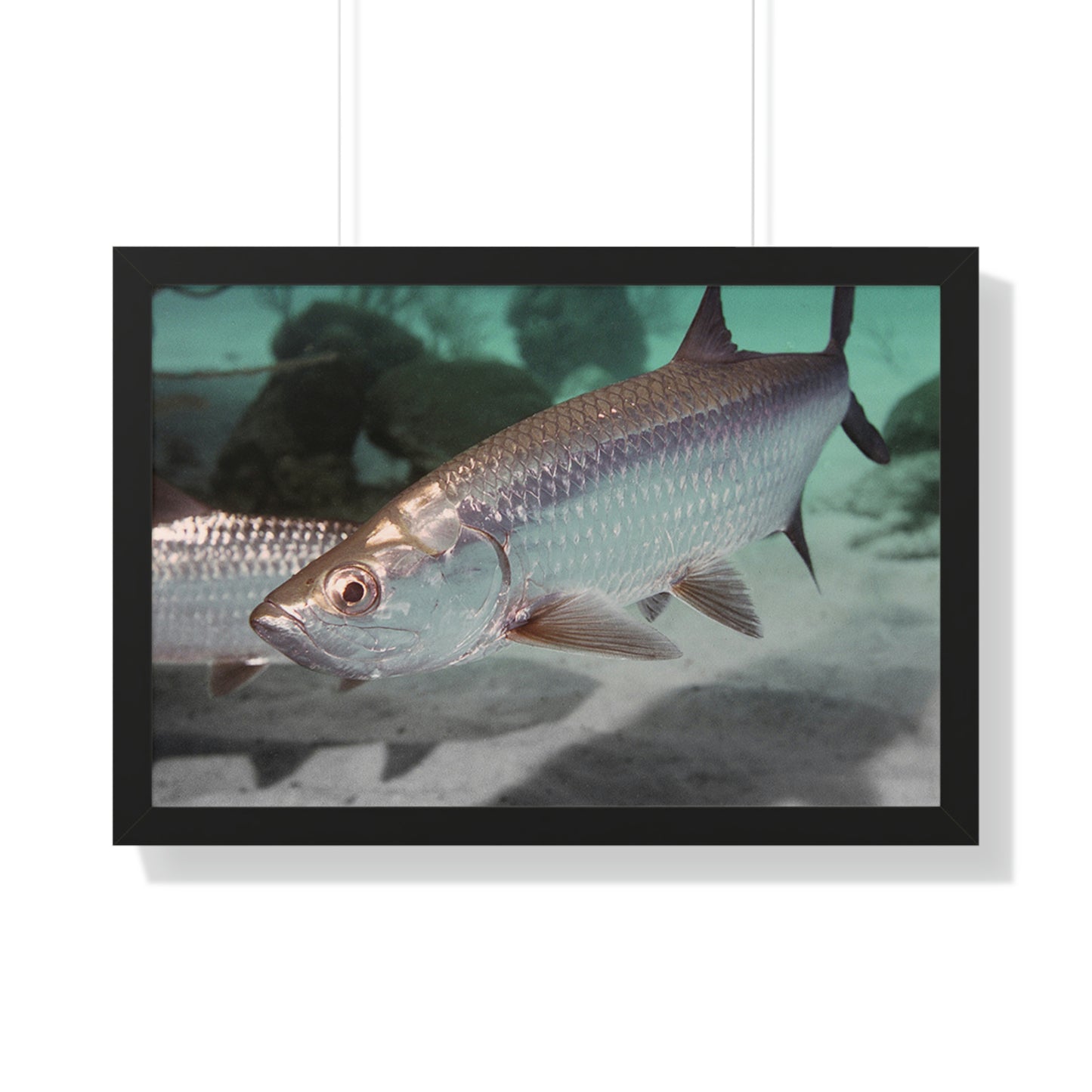 Tarpon Fish