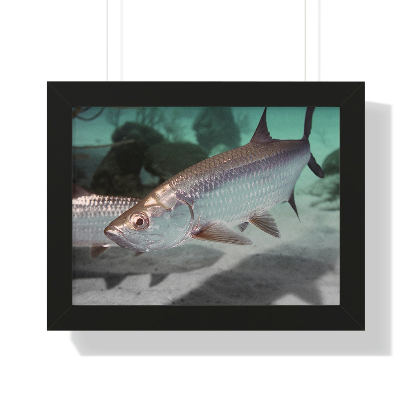 Tarpon Fish