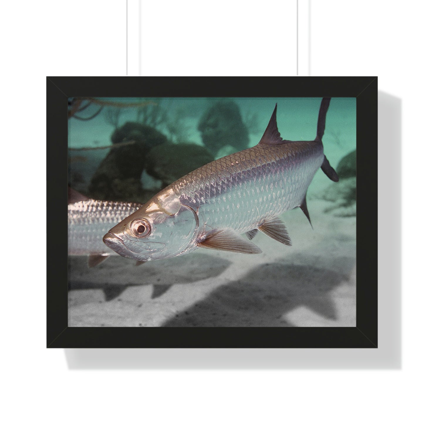 Tarpon Fish