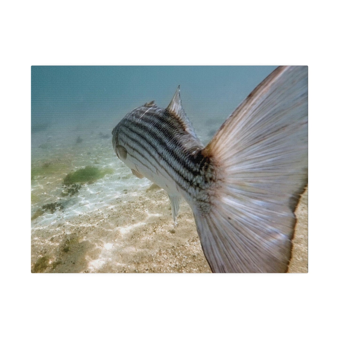 Stripe Bass Cruising the Flats