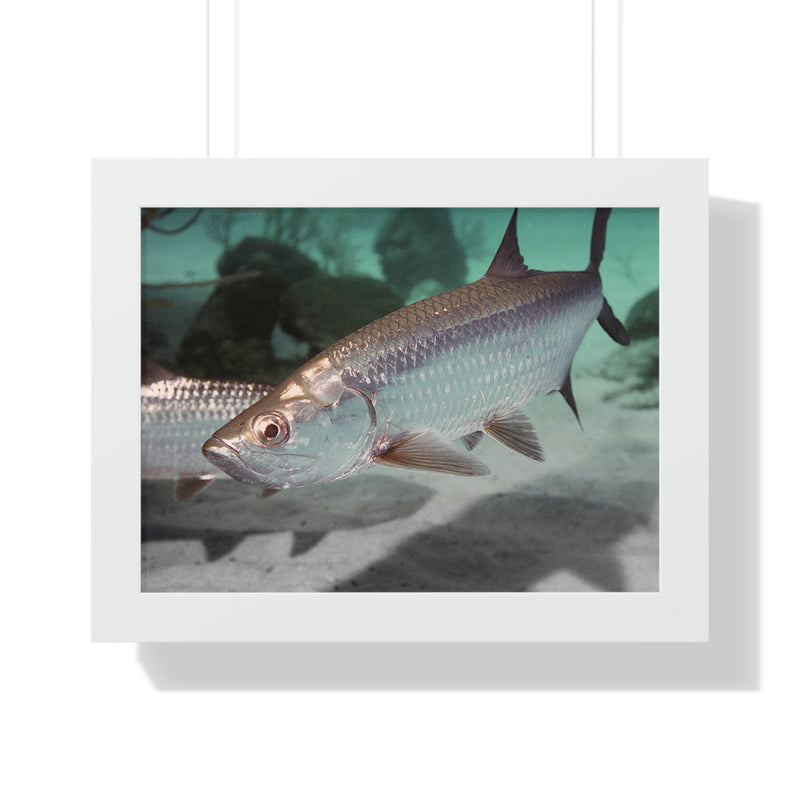 Tarpon Fish