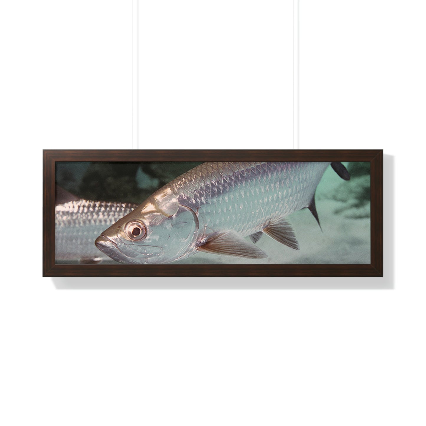 Tarpon Fish