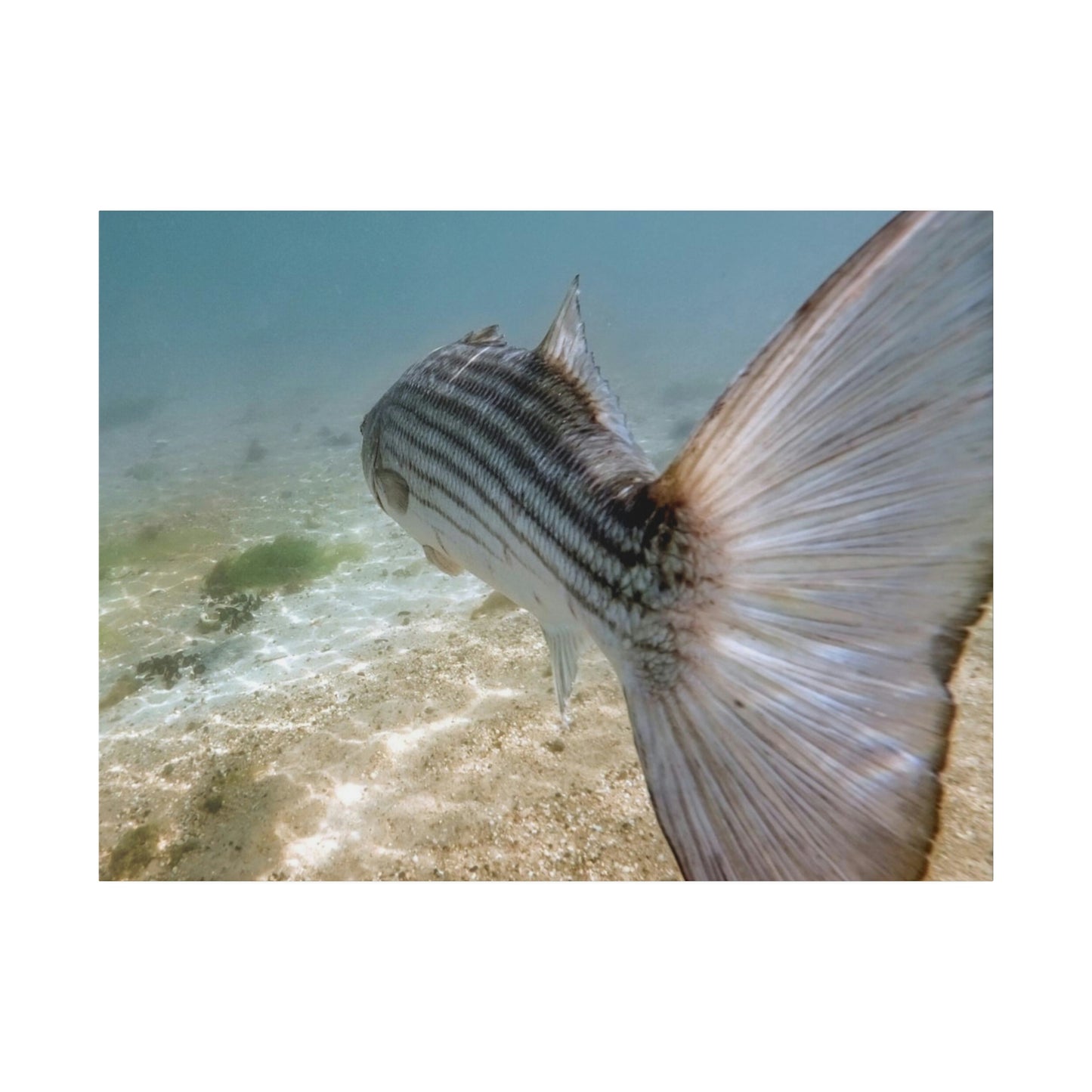 Stripe Bass Cruising the Flats