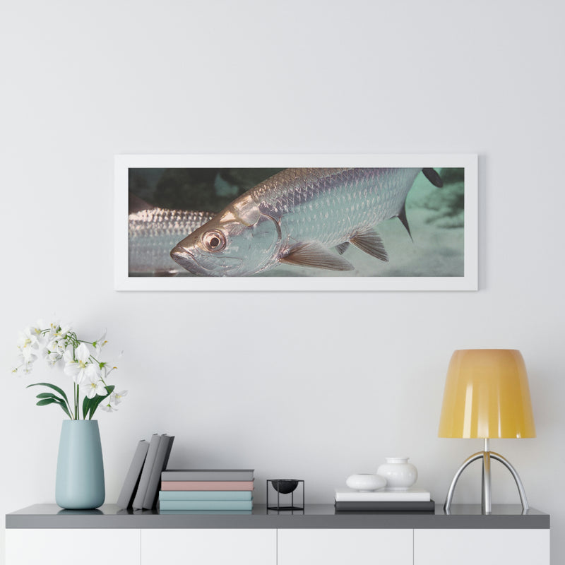 Tarpon Fish