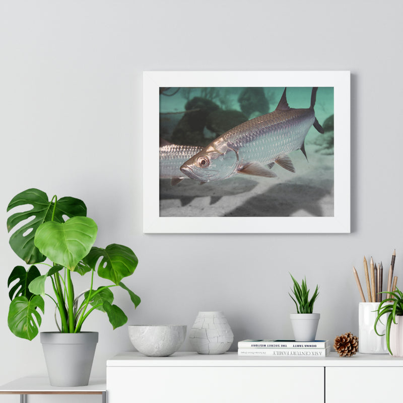 Tarpon Fish