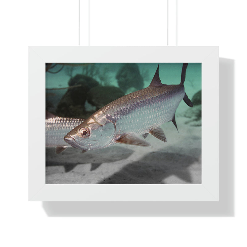 Tarpon Fish