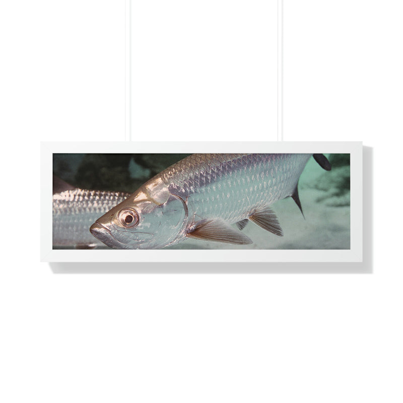 Tarpon Fish