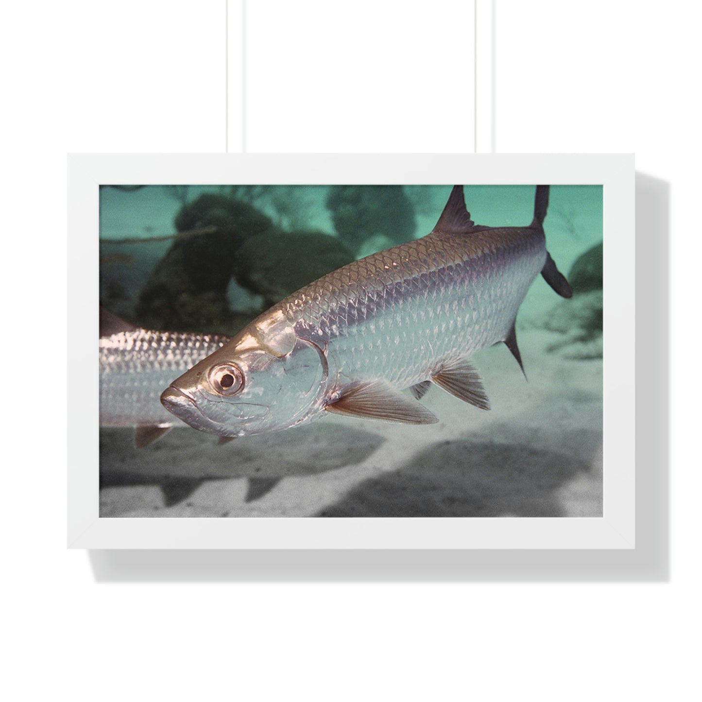 Tarpon Fish