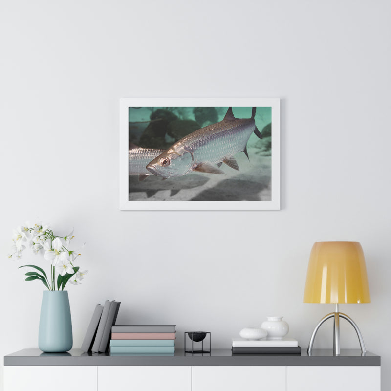 Tarpon Fish