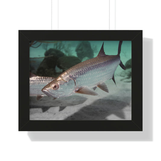 Tarpon Fish