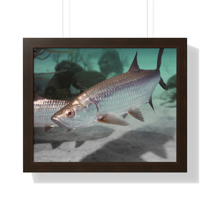 Tarpon Fish