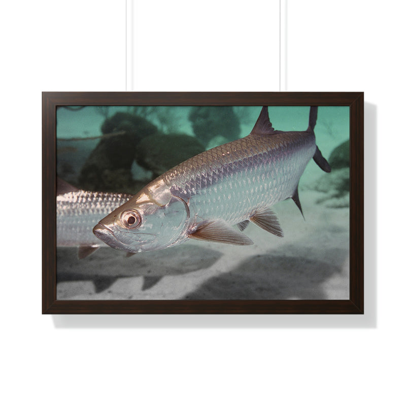 Tarpon Fish